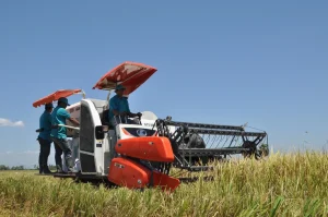 Musim Panen di Patia Tiba, Alat Pemanen Padi Combine Harvester Sangat Dibutuhkan Petani